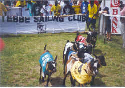 Ascot Goat Races, an event held annually in Kampala